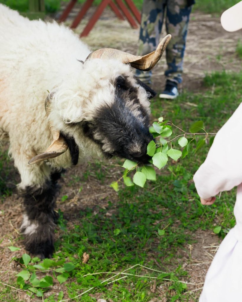 Harvinaiset Valais blacknose lampaat iltaherkkujen kimpussa. Kuvassa Valentino -lammas.